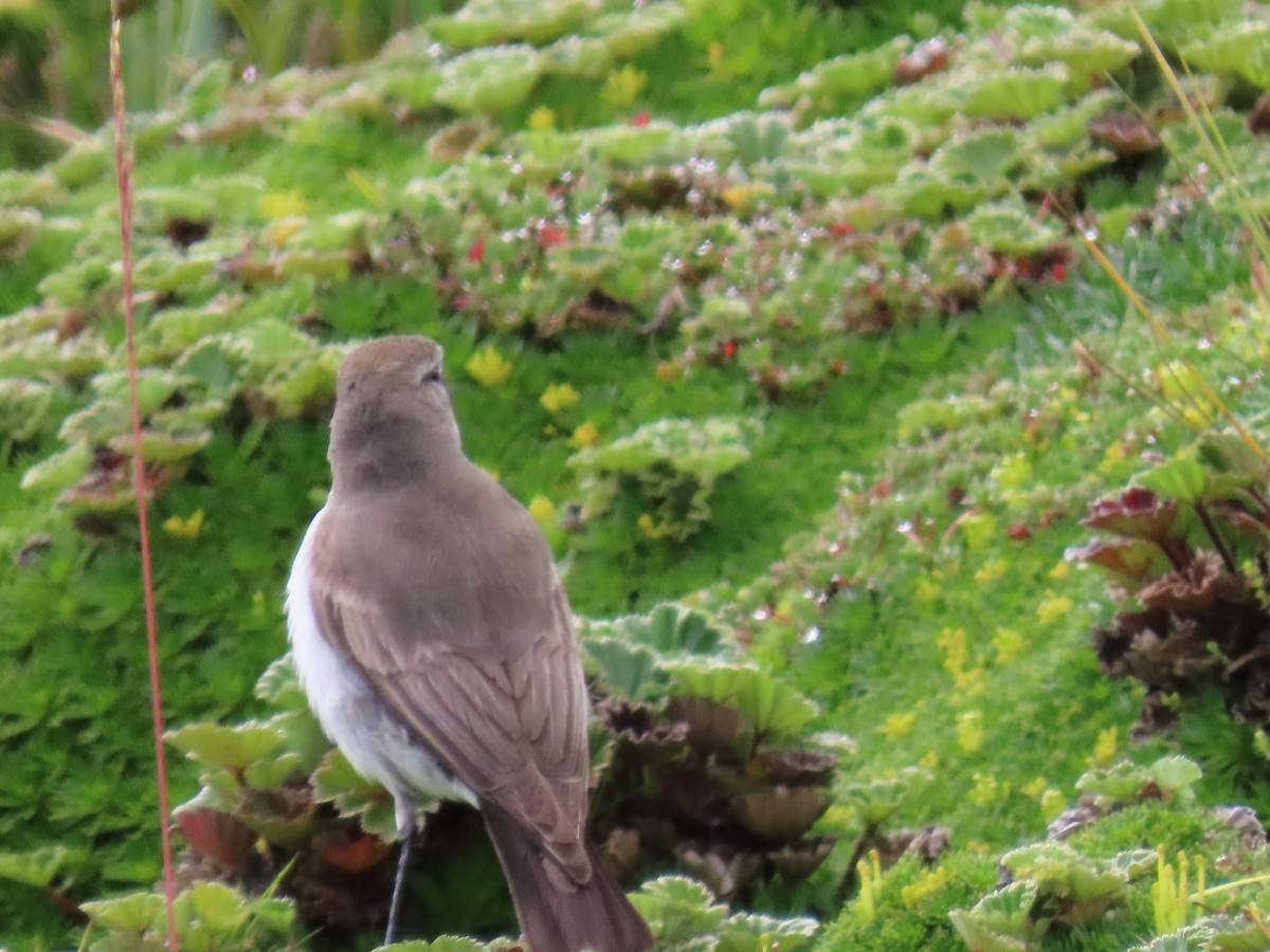 Plain-capped Ground-Tyrant - ML637375850