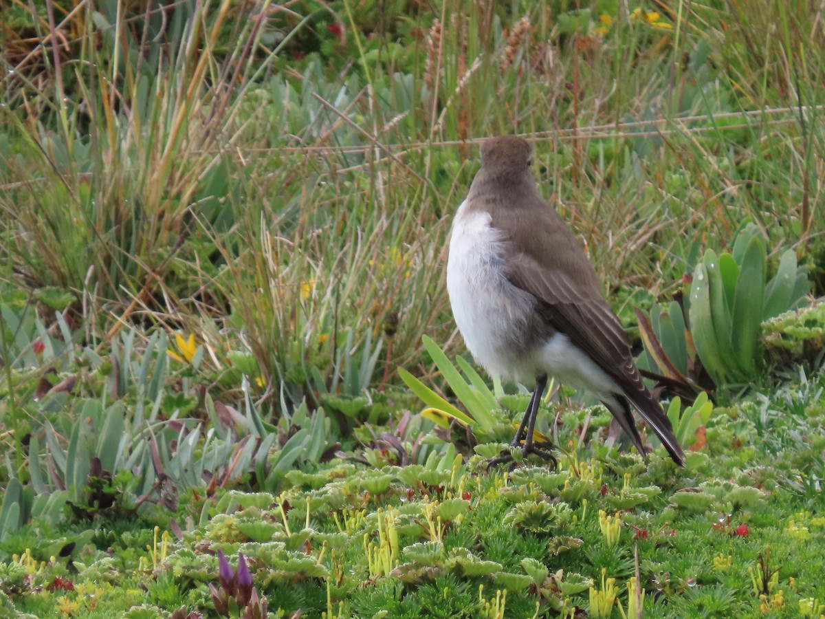 Plain-capped Ground-Tyrant - ML637375851