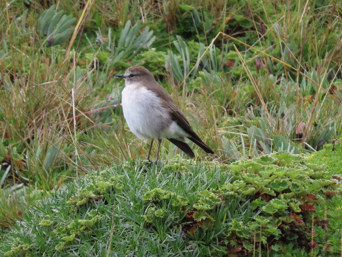 Plain-capped Ground-Tyrant - ML637375853