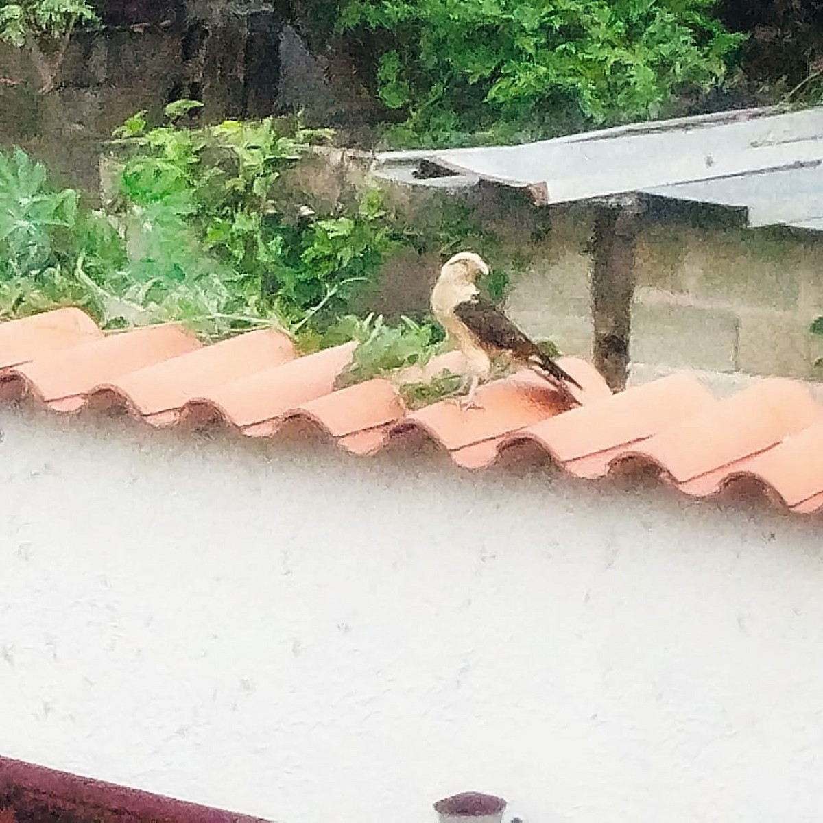 Yellow-headed Caracara - ML637375874