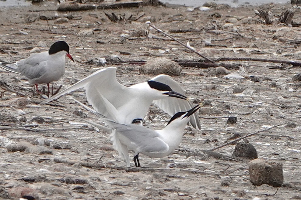 Sandwich Tern - ML637375925
