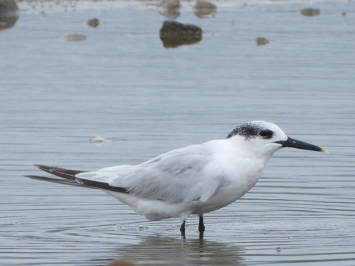 Sandwich Tern - ML637375926