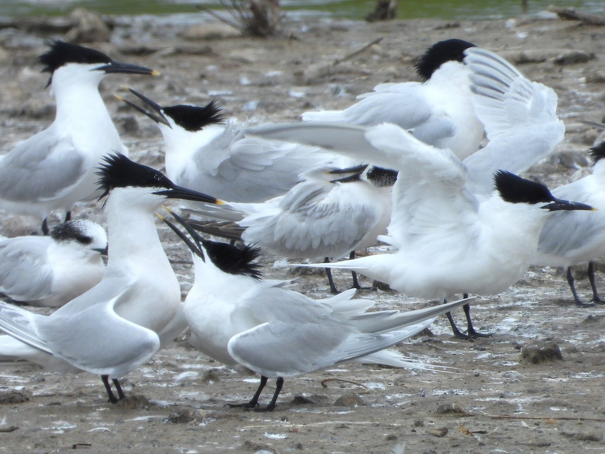 Sandwich Tern - ML637375927