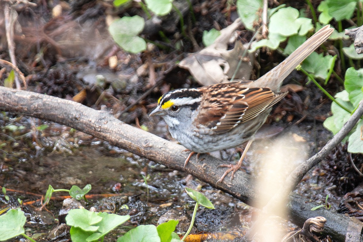 White-throated Sparrow - ML637375928