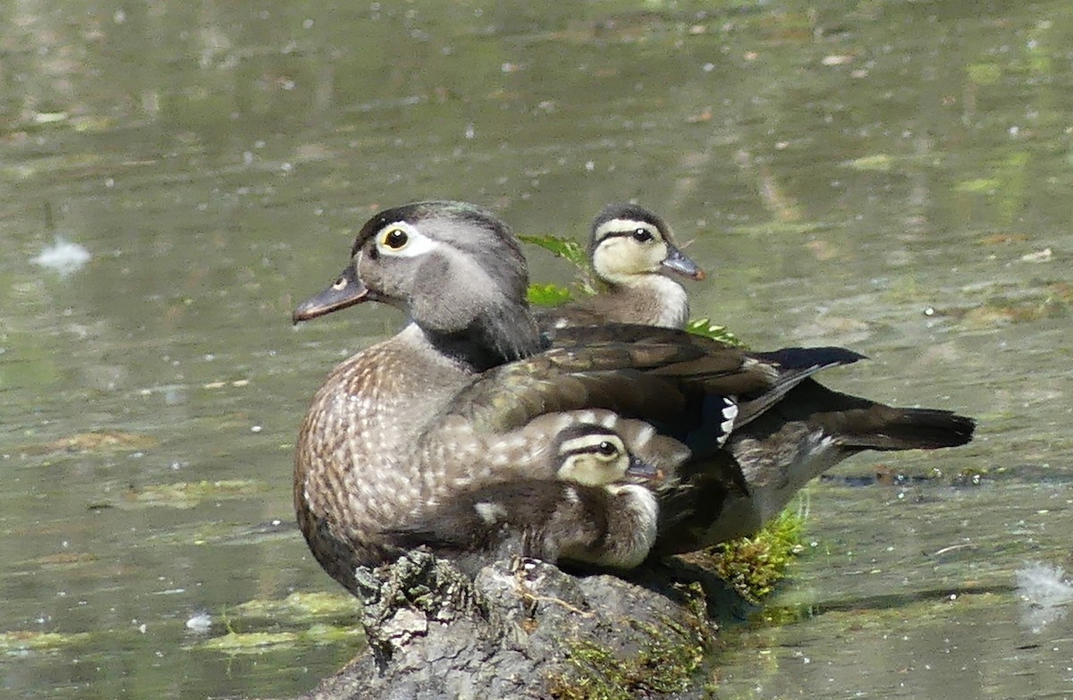 Wood Duck - ML637375958