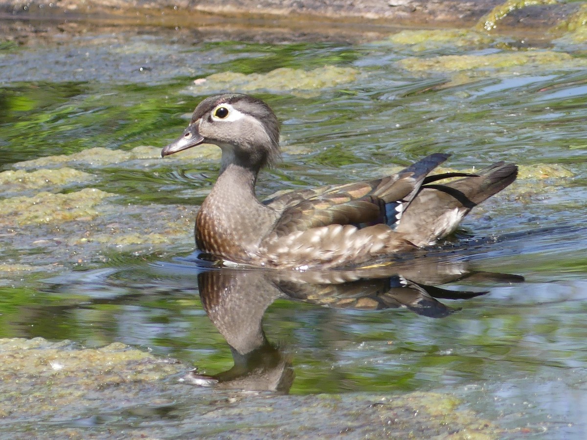 Wood Duck - ML637375960
