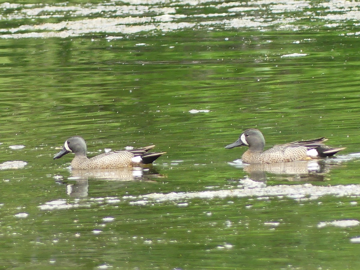 Blue-winged Teal - ML637375980