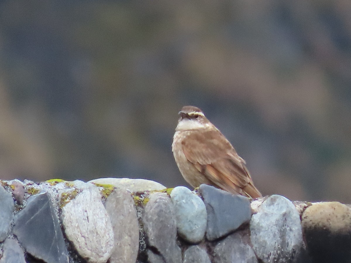 Chestnut-winged Cinclodes - ML637375981