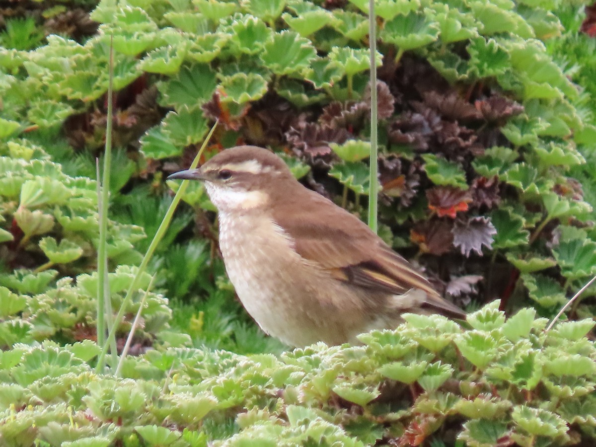 Chestnut-winged Cinclodes - ML637375983