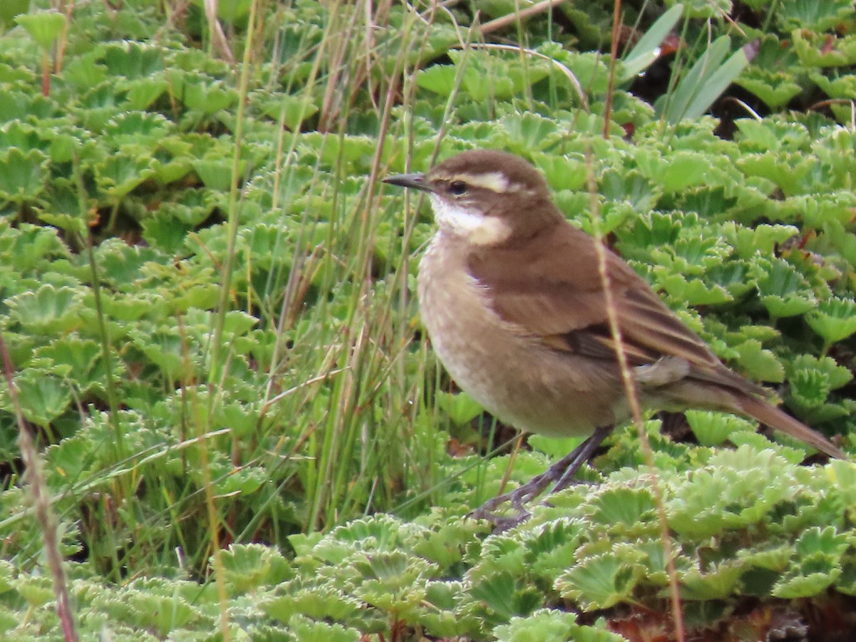 Chestnut-winged Cinclodes - ML637375984