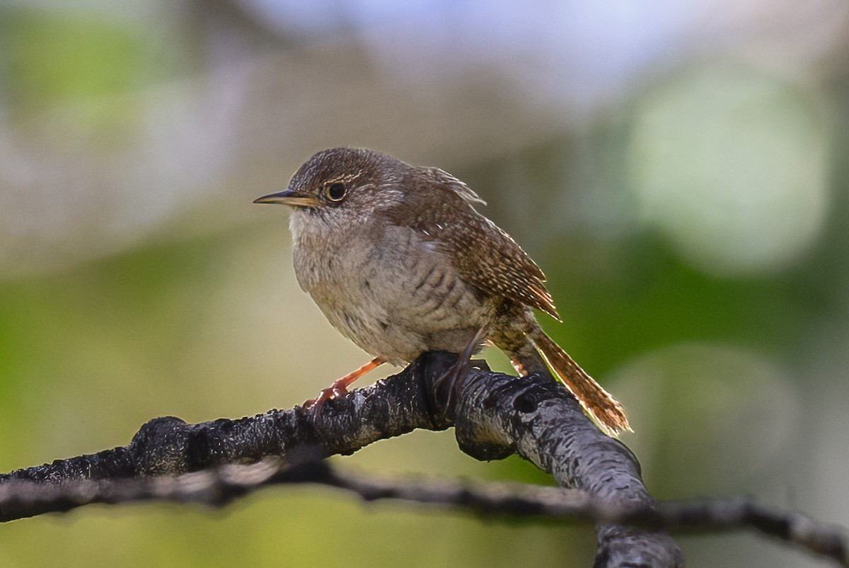Northern House Wren - ML637376011
