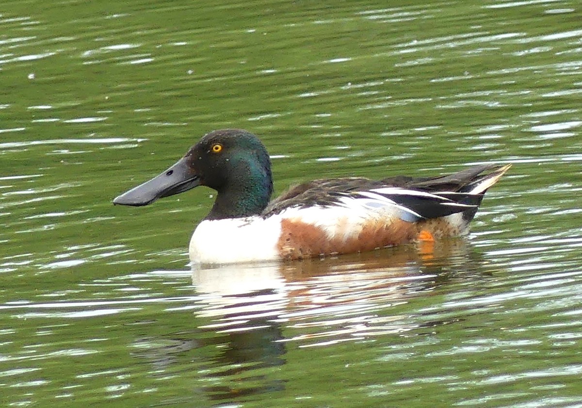 Northern Shoveler - ML637376016