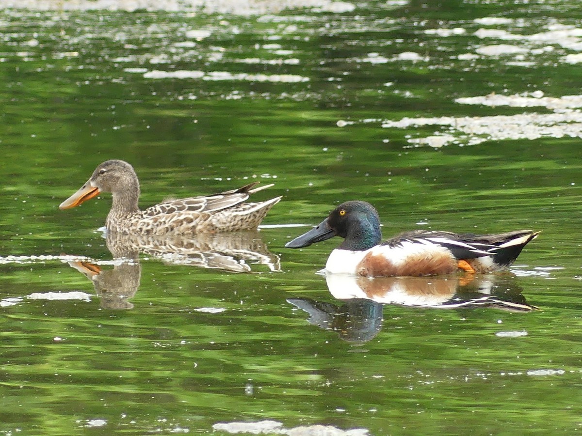 Northern Shoveler - ML637376017