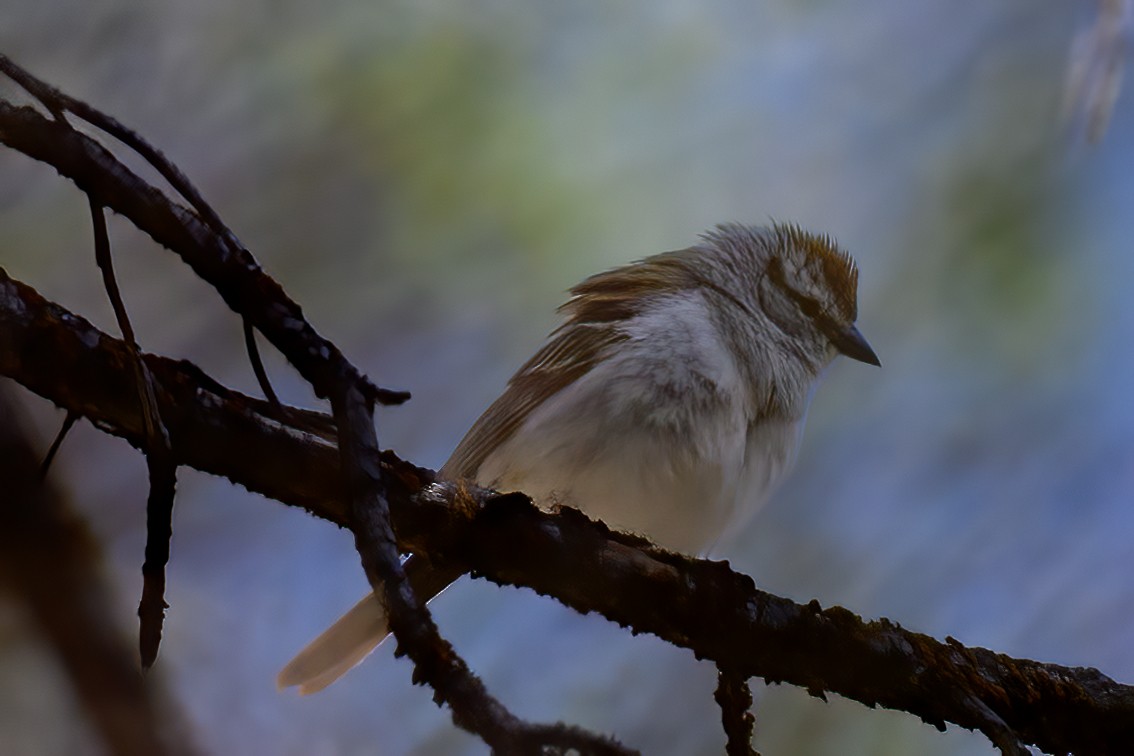 Chipping Sparrow - ML637376027