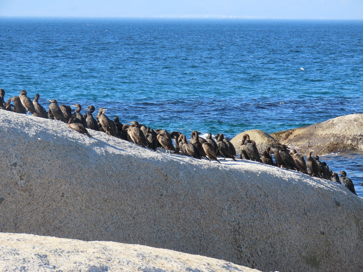 Cape Cormorant - ML637376029
