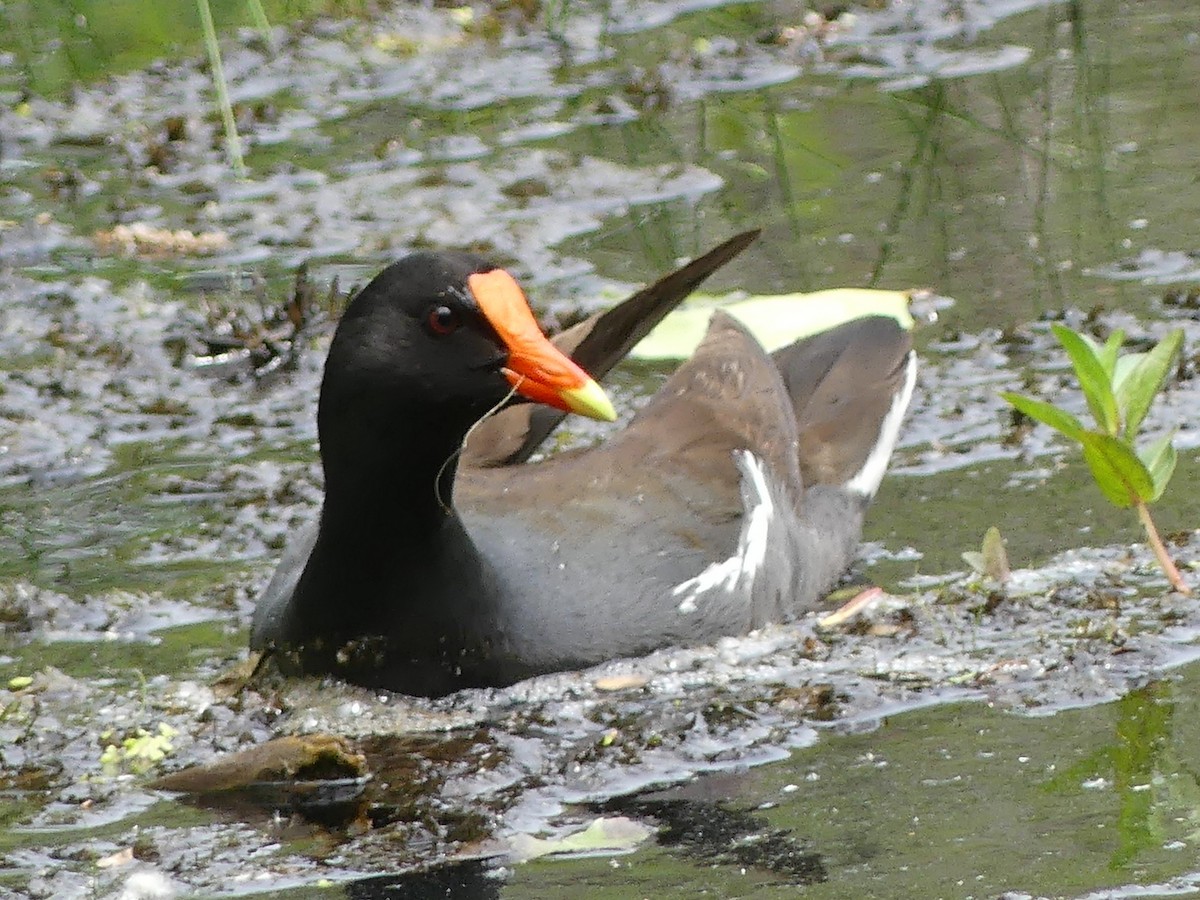 Common Gallinule - ML637376044