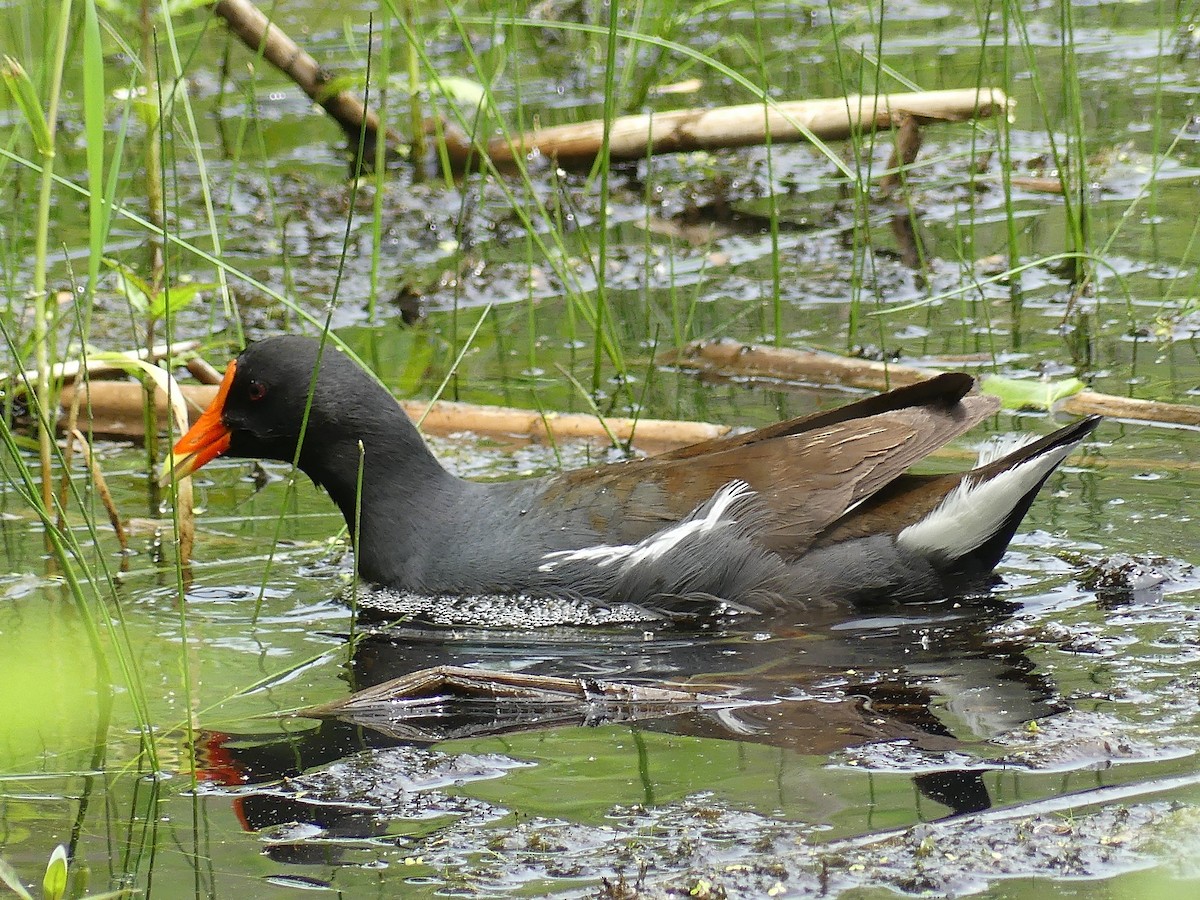 Common Gallinule - ML637376045