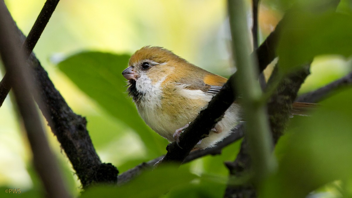 Golden Parrotbill - ML637376134