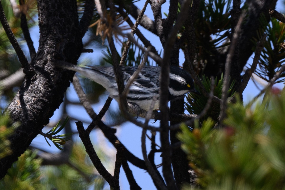 Black-throated Gray Warbler - ML637376146