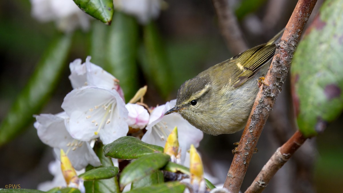 rododendronsanger - ML637376186