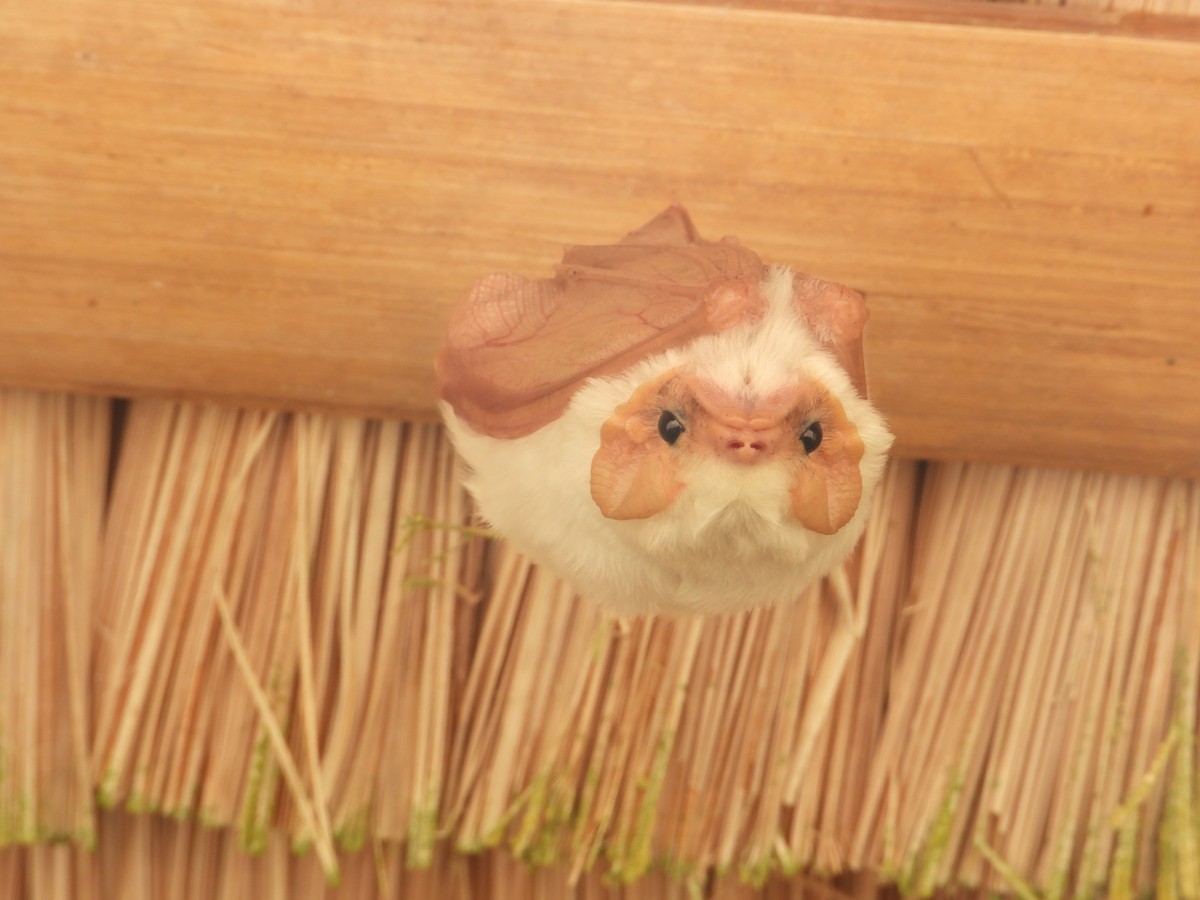 Northern Ghost Bat - ML637376207