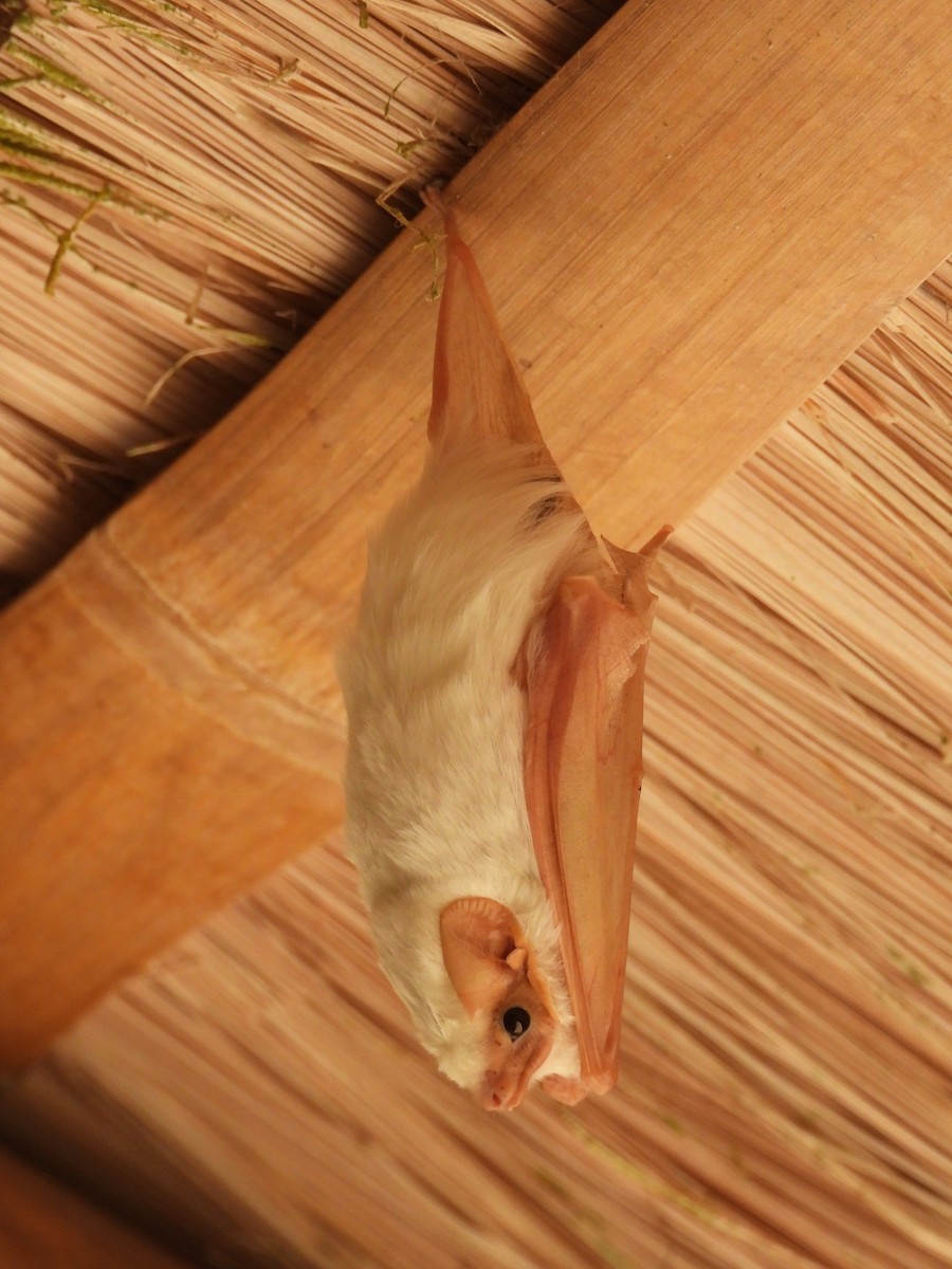 Northern Ghost Bat - ML637376208