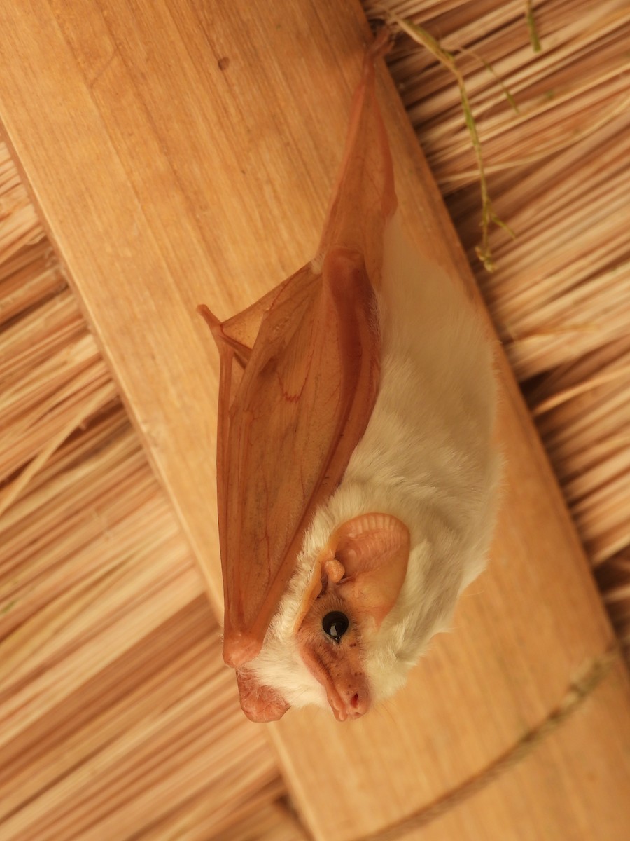 Northern Ghost Bat - ML637376209