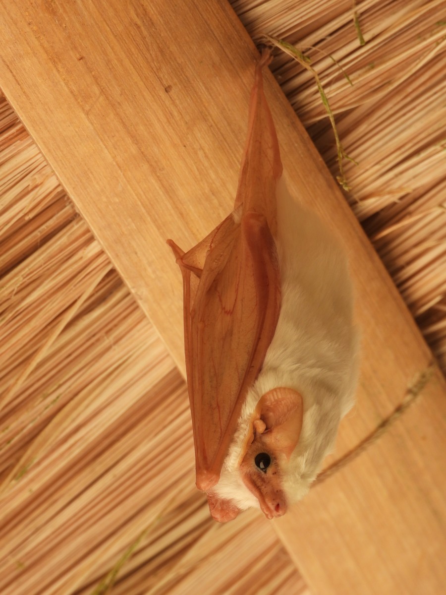 Northern Ghost Bat - ML637376210