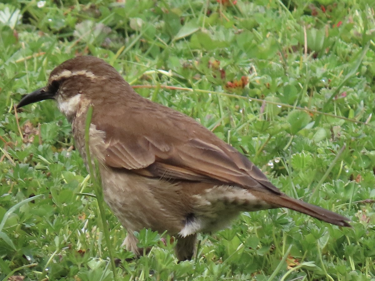 Stout-billed Cinclodes - ML637376212