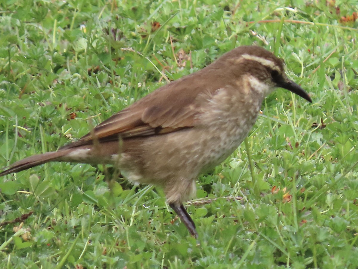 Stout-billed Cinclodes - ML637376213