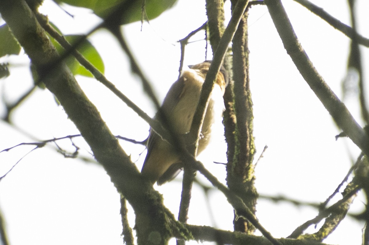 Crested Becard - ML637376222