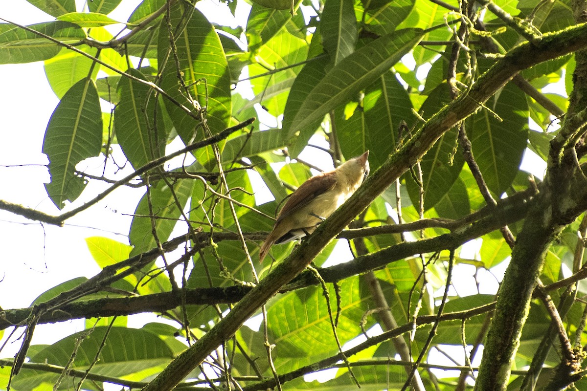 Crested Becard - ML637376223
