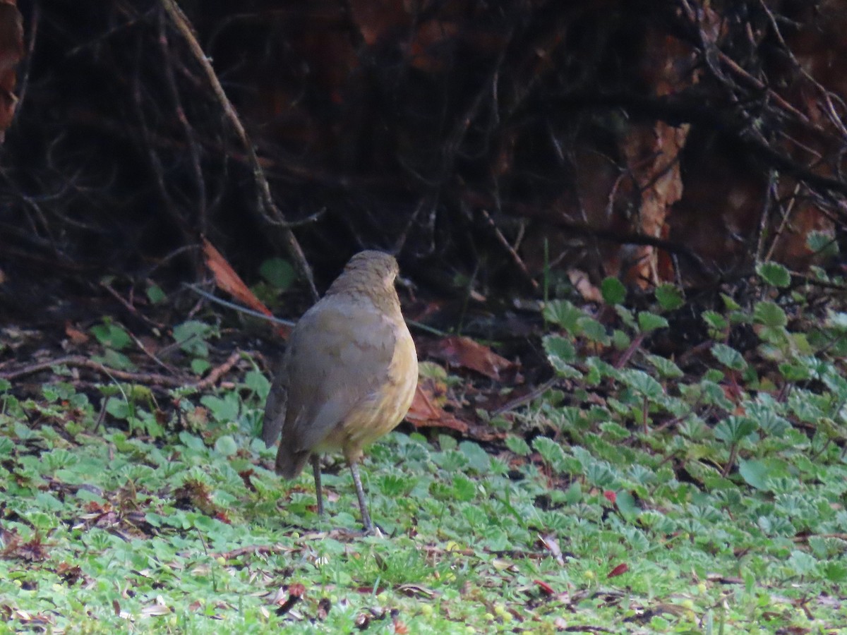 Tawny Antpitta - ML637376239