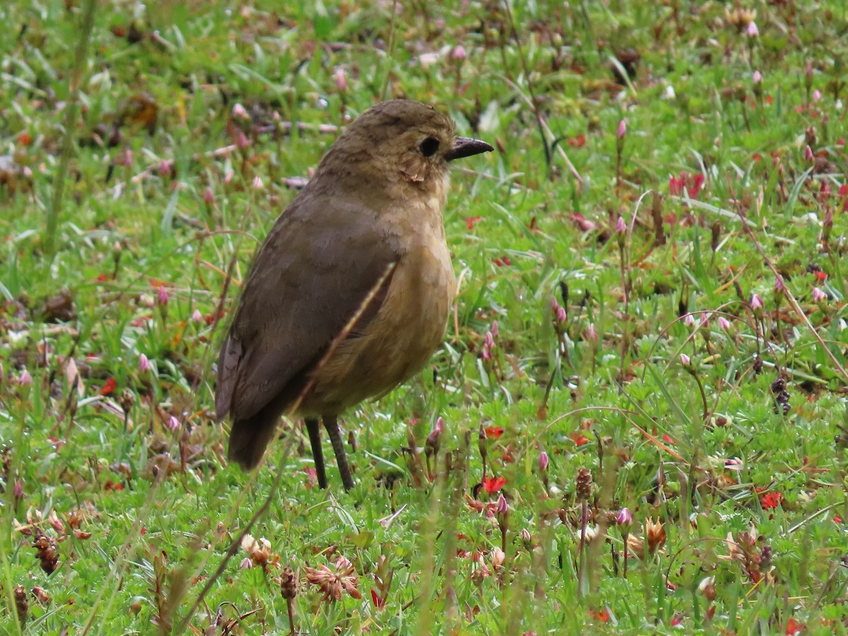 Tawny Antpitta - ML637376240