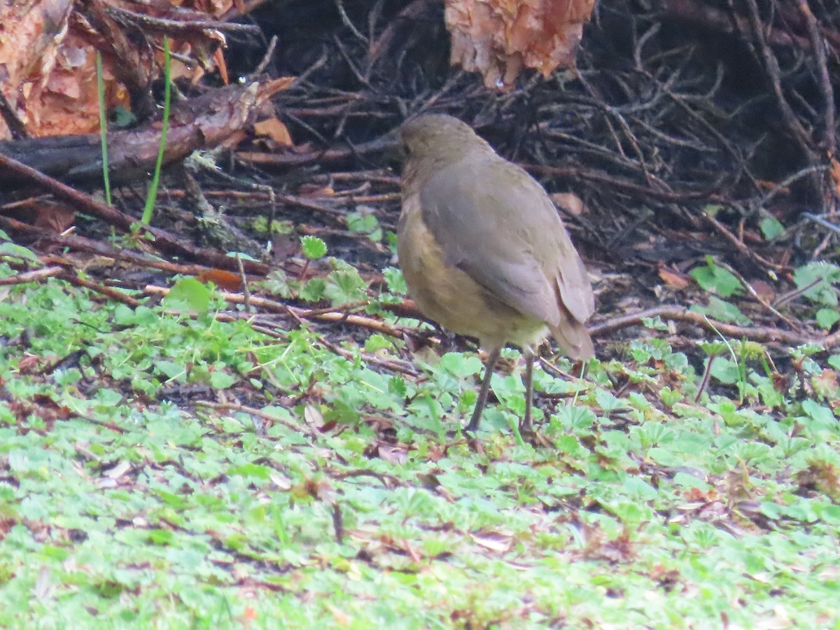 Tawny Antpitta - ML637376241