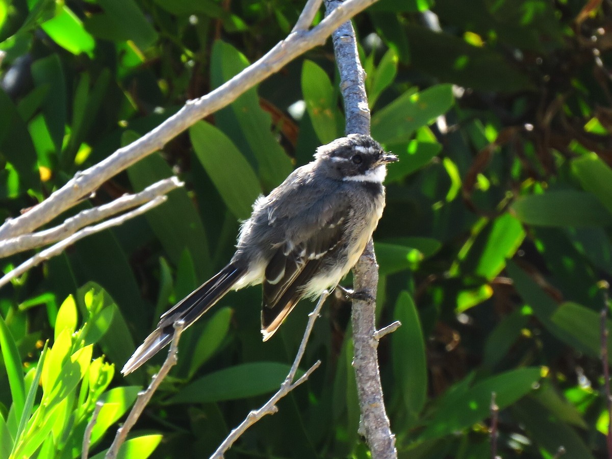 Gray Fantail - ML637376309