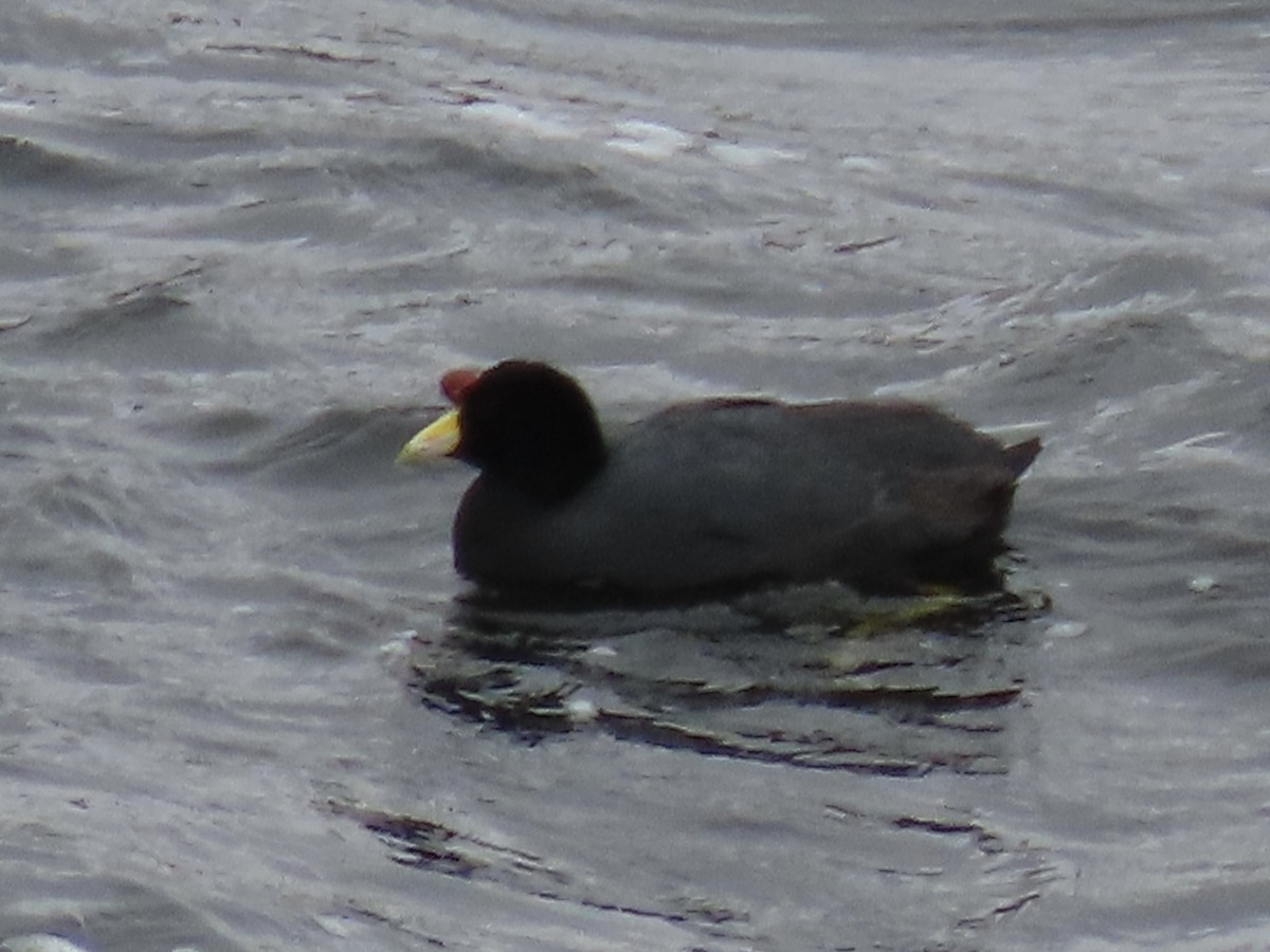 Slate-colored Coot - ML637376327