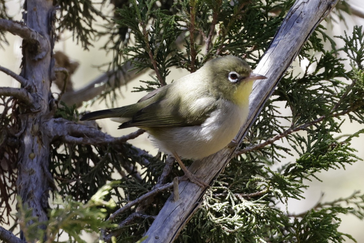 Abyssinian White-eye - ML637376363