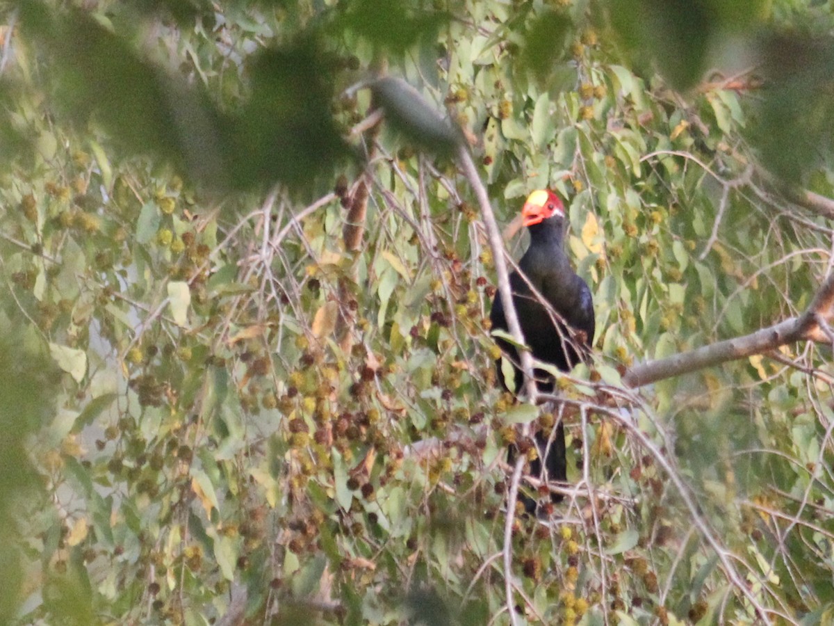 Violet Turaco - ML637376433