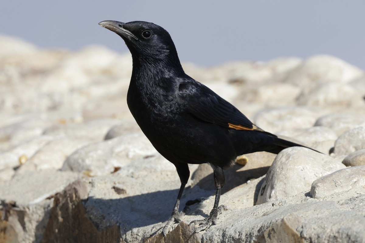 Tristram's Starling - ML637376513