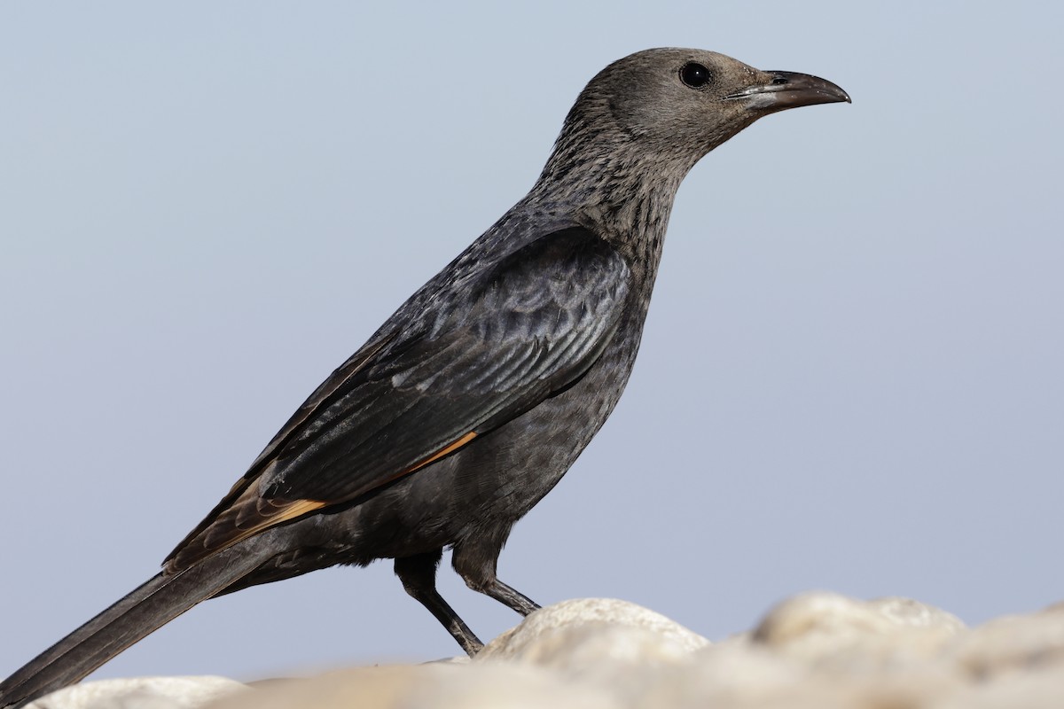 Tristram's Starling - ML637376514