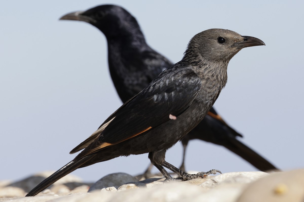 Tristram's Starling - ML637376516