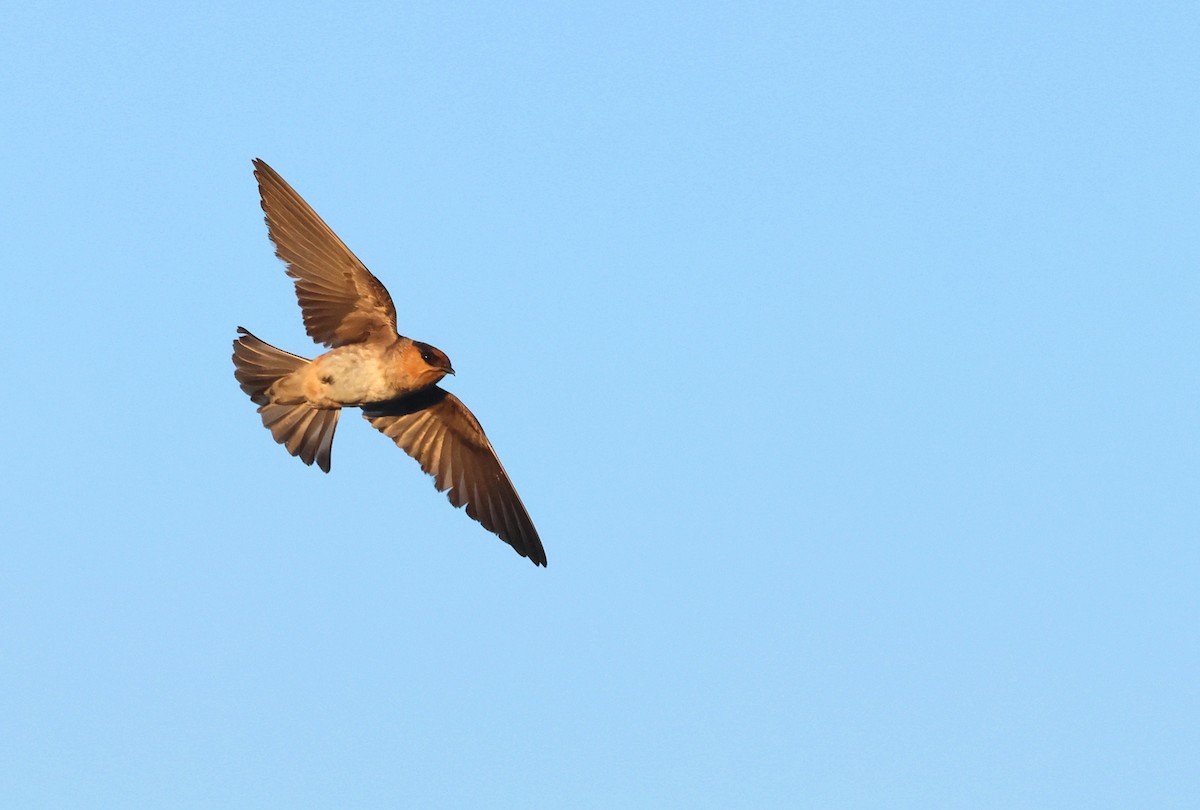 Cave Swallow - ML637376522