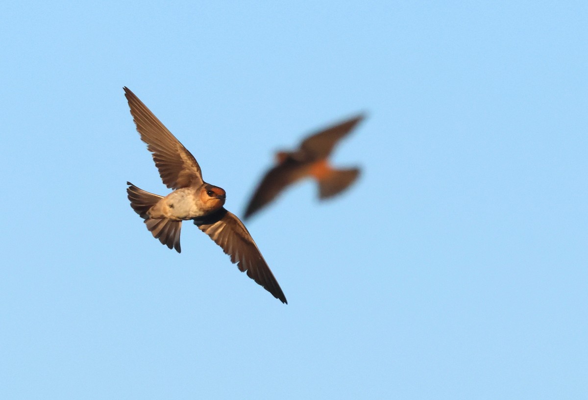 Cave Swallow - ML637376531