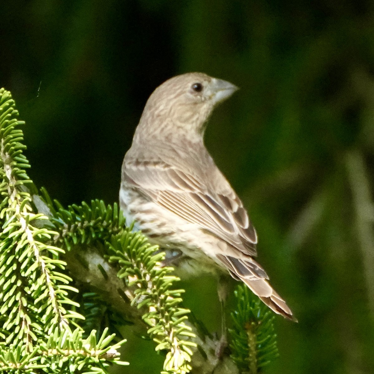 House Finch - ML637376554