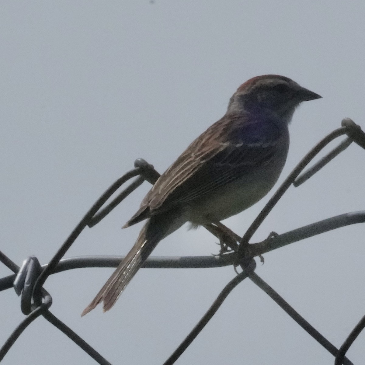 Chipping Sparrow - ML637376561