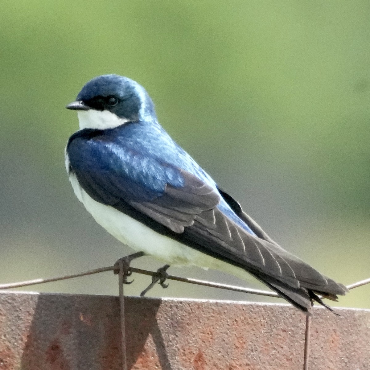 Tree Swallow - ML637376605