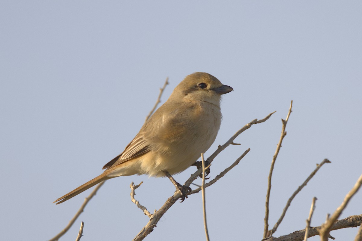 Isabelline Shrike (Daurian) - ML637376612