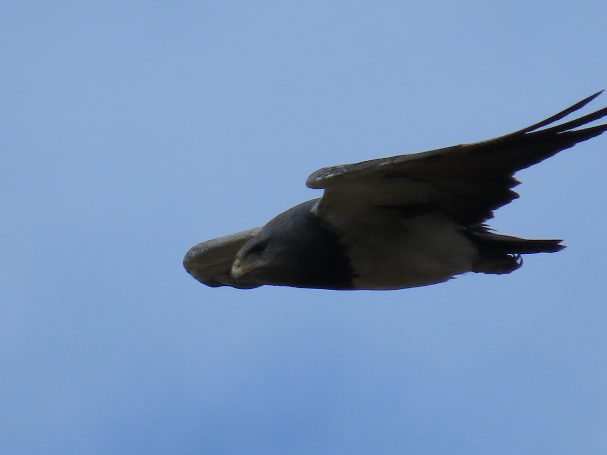 Black-chested Buzzard-Eagle - ML637376653