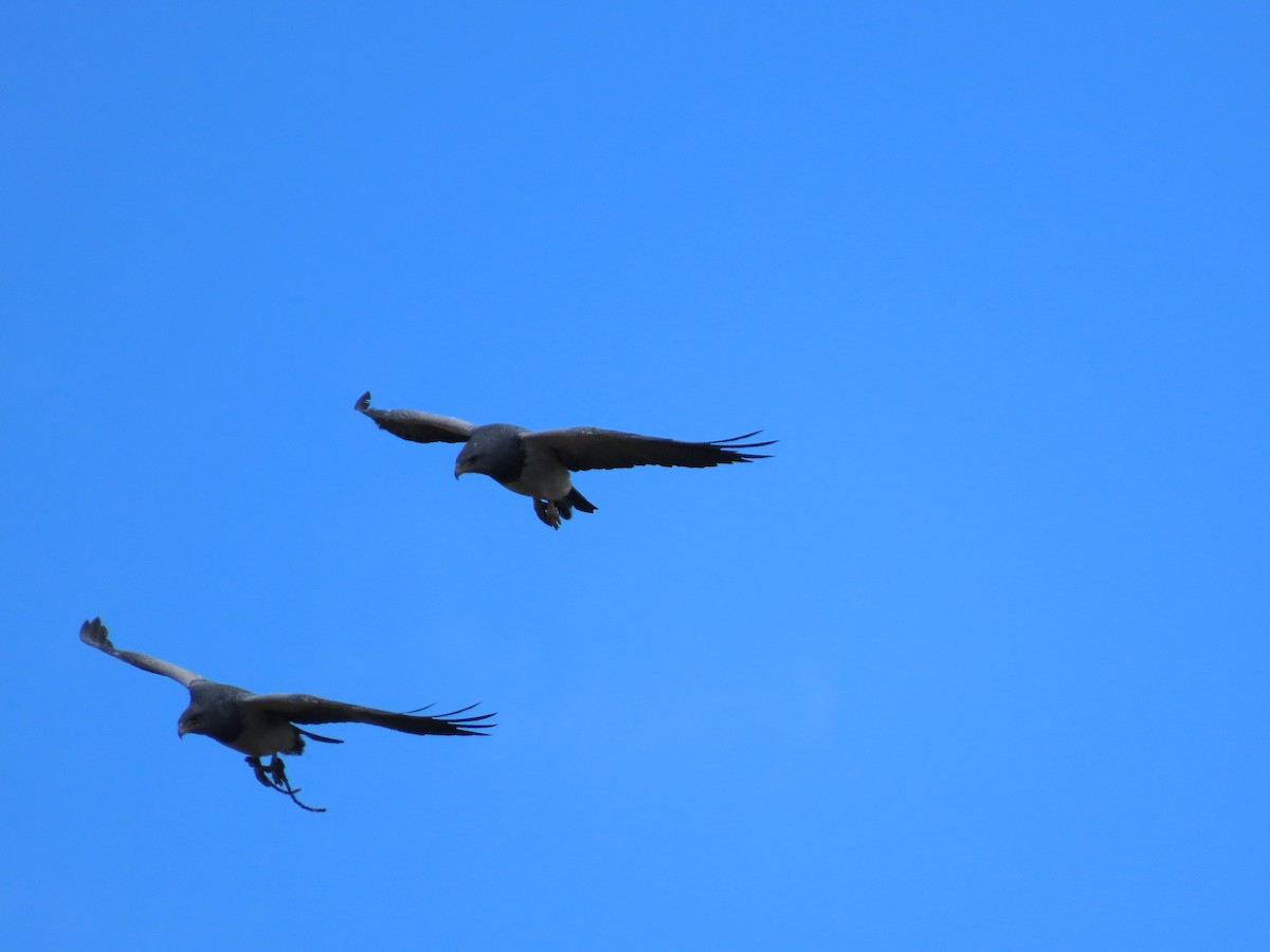 Black-chested Buzzard-Eagle - ML637376655